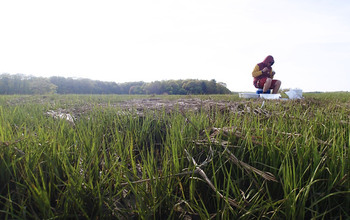 Patrick Kearns samples salt marsh sediments from West Creek on Plum Island.